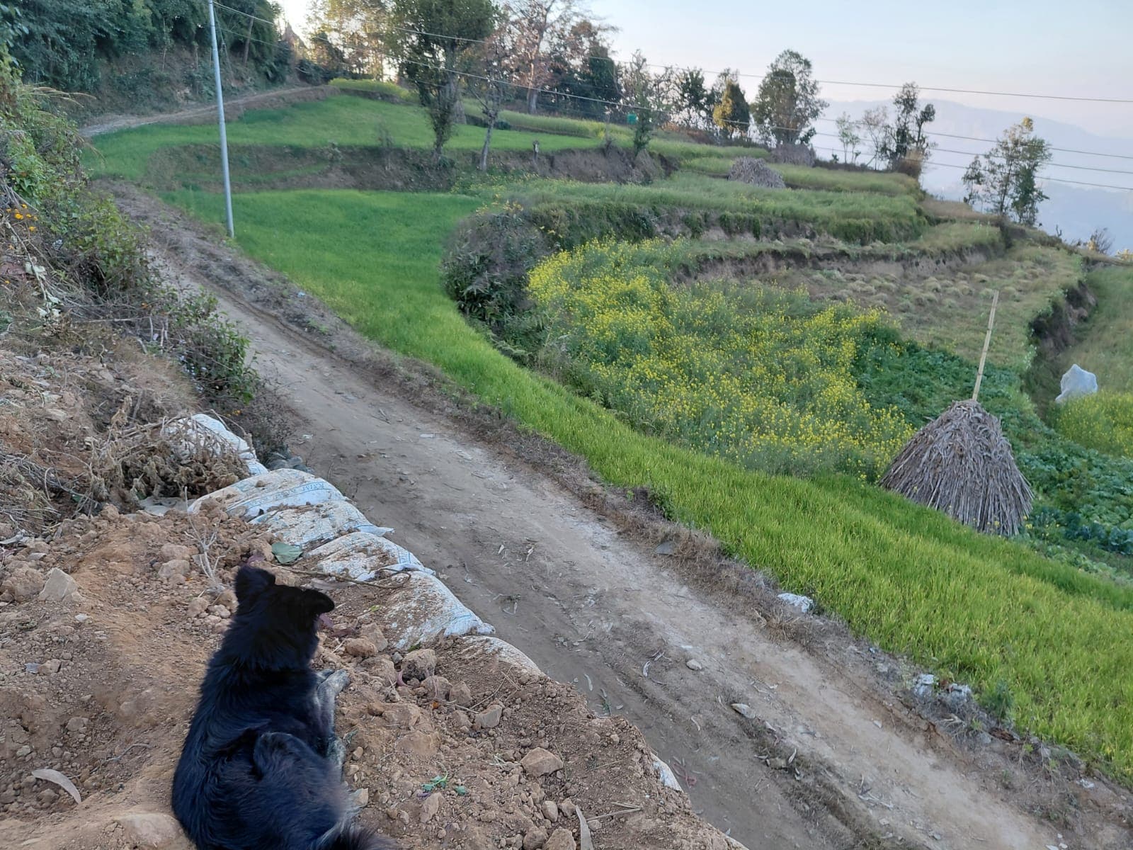 Puku's home gallery 1
