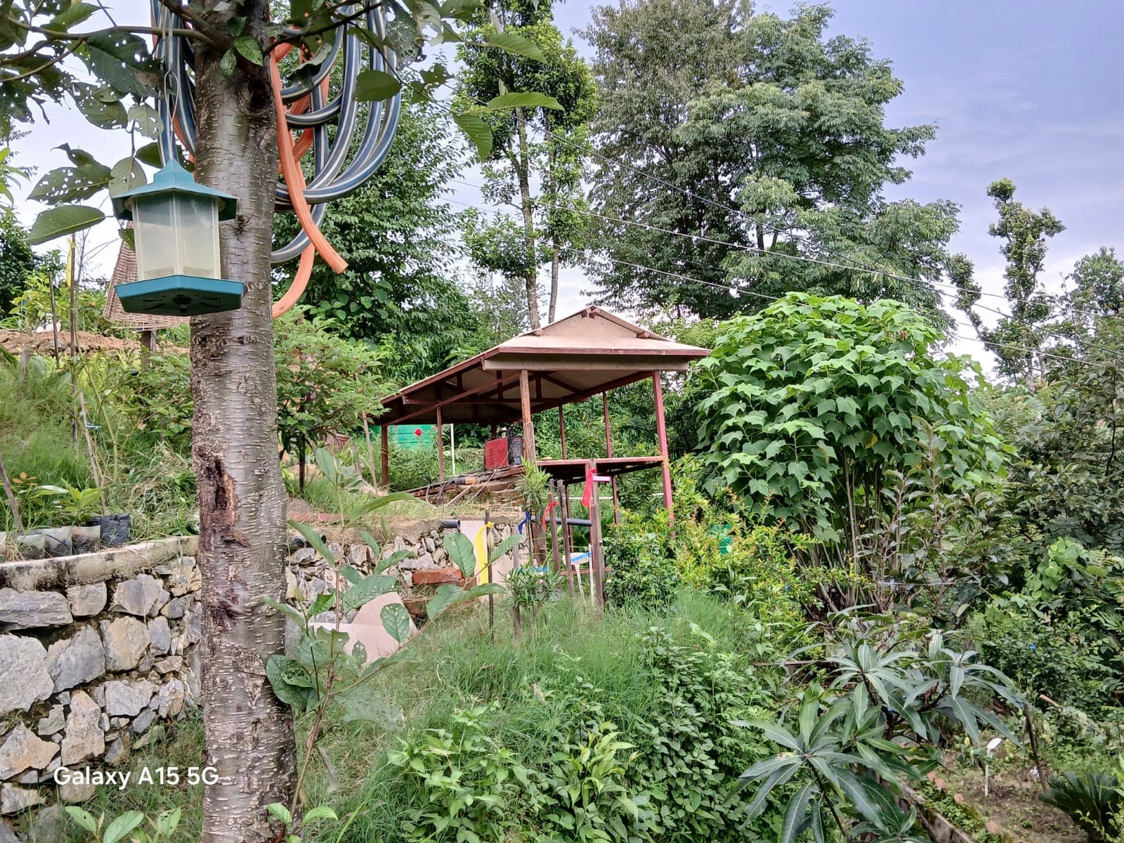 Puku's Home 29