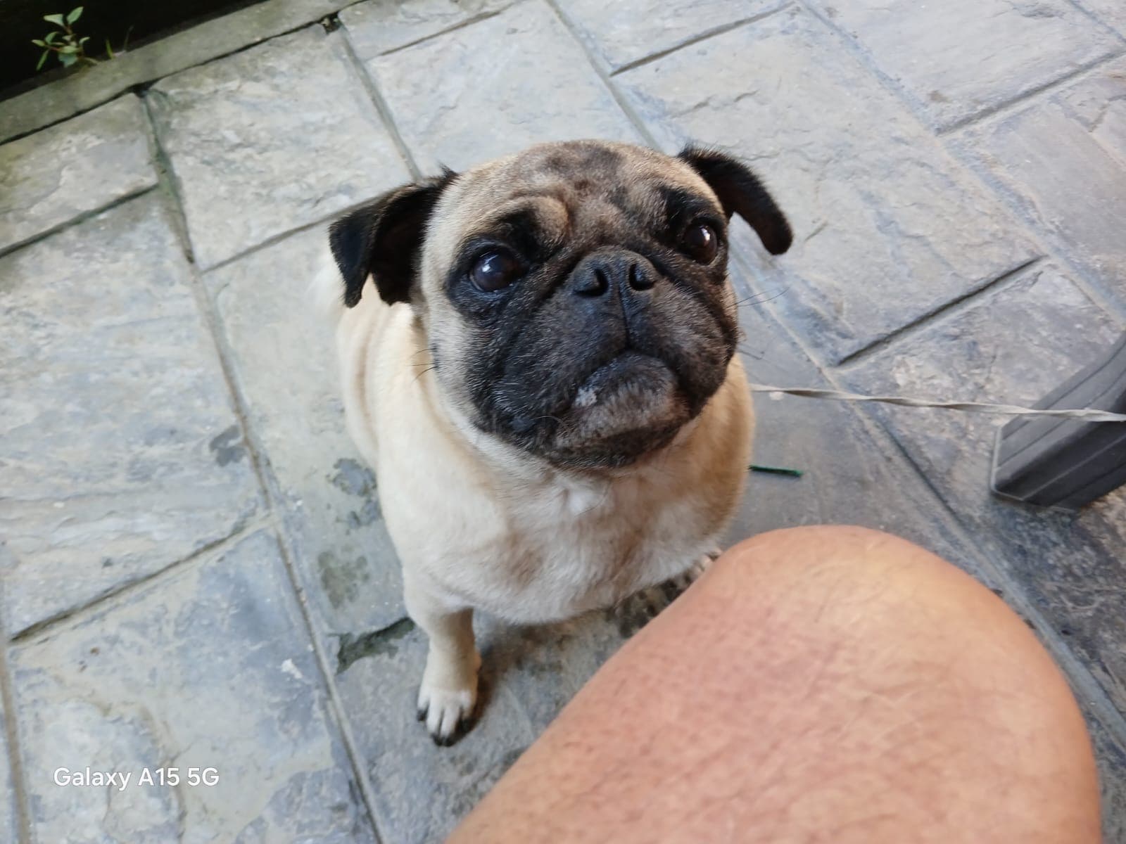 Puku's Home 32