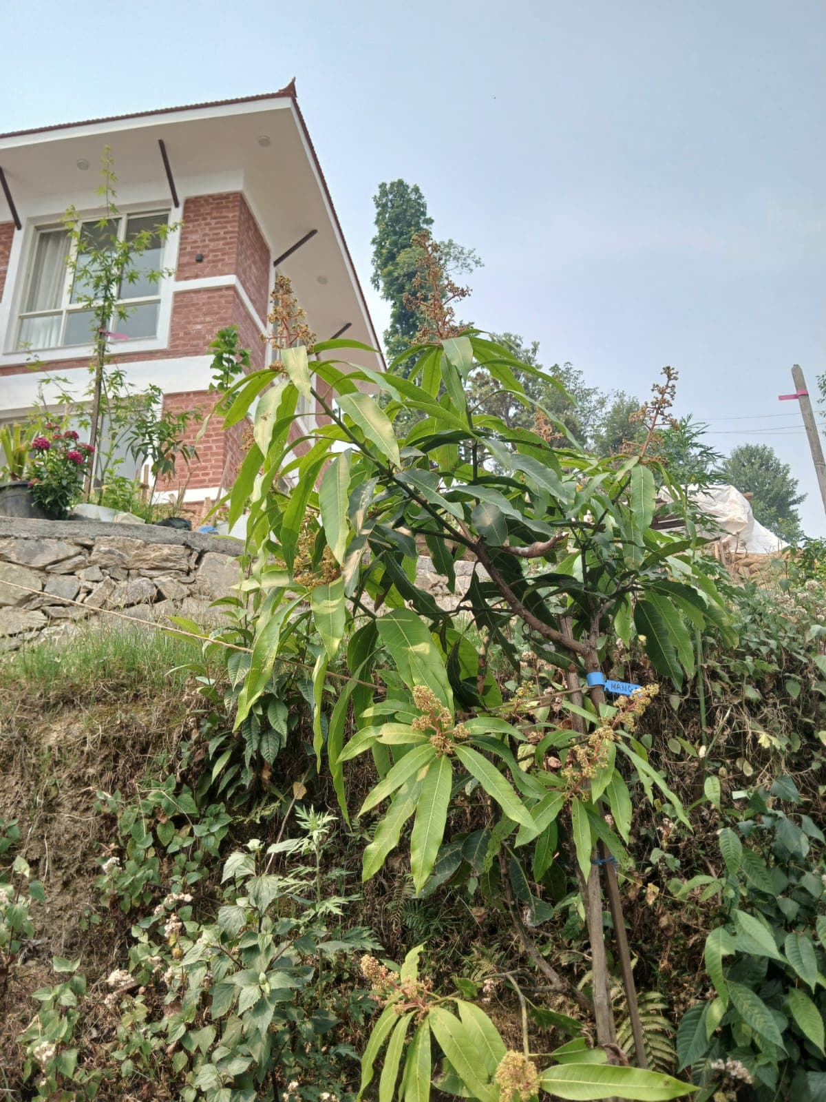 Puku's Home 41